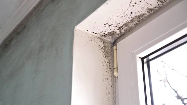 Best Kitchen Mold Remediation in Groveton, VA
