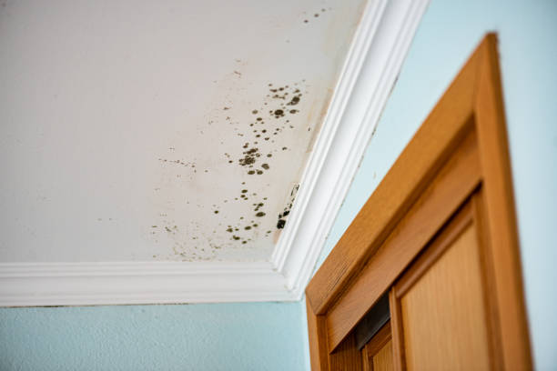 Best Post-Remediation Services in Groveton, VA