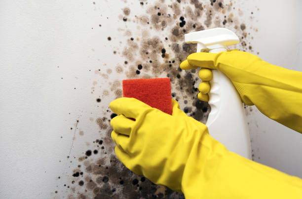 Best Basement Mold Remediation in Groveton, VA