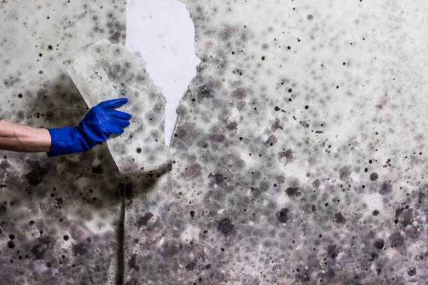 Best Mold Testing and Inspection Services in Groveton, VA