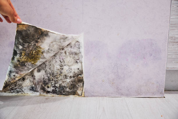 Best DIY Mold Remediation Support Services in Groveton, VA